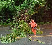 도로 덮친 나무…소방당국 안전조치