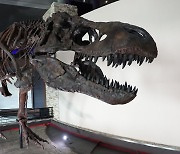 [공룡 200년]② 공룡 발자국만 1000개, 공룡 연구 메카 해남을 가다