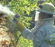 ‘꿀벌 포식자’ 등검은말벌 퇴치 역부족…“이상 기온 탓”