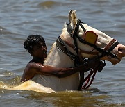 [포토] 바다에 몸 담그는 인도 뭄바이 말