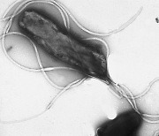 위암 주요 원인 '헬리코박터균' 빛으로 공격해 없앤다