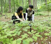 친환경 임산물 `산양삼`, 어떻게 먹어야 효과 가장 좋을까?