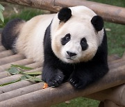Will Daegu get its own panda? Construction of park starts with hopes of hosting the rare animal