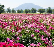 ‘푸르른 청보리밭, 작약꽃 향기 흩날리다’ 함안군, 청보리·작약 축제 개최