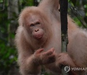 “중국 판다? 우리는 오랑우탄 드립니다”...멸종위기종 선물외교 나선 말레이시아