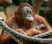 말레이시아, ‘오랑우탄 외교’···“팜유 수입국에 선물”