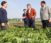 [포토] 감자 생육동향 점검하는 강호동 농협 회장