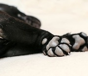 거칠어진 강아지 발바닥…발 많이 핥고 못 걷는다면 질환 의심해야