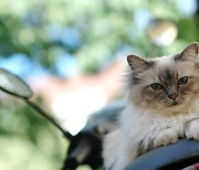 스무살 넘는 고양이 흔하다? 기대수명은 훨씬 짧은 ‘11.7년’