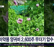 마약용 양귀비 2,600주 무더기  압수