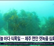 오늘(10) 바다 식목일...제주 연안 갯녹음  심화