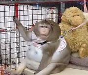 "왜 이런 걸 먹였냐"…태국 6살 '비만 원숭이' 건강 악화로 숨져