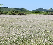 무꽃은 농민의 눈물