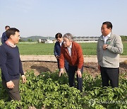 강호동 농협중앙회장, 감자 농가 생육 상황 점검