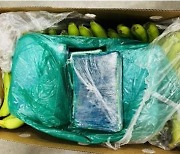 콜롬비아→독일 바나나 상자 뜯었더니 코카인 190㎏