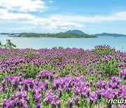 신안 퍼플섬 17~26일 라벤더 꽃 축제…"2천만 송이 보랏빛 향기"