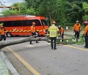 인천서 강풍에 가로수·그늘막 쓰러져...피해신고 18건