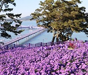 신안 퍼플섬 17~26일 라벤더 꽃 축제