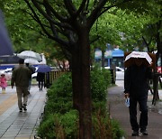 택시 덮친 가로수, 행인 덮친 파라솔…강풍 피해 속출