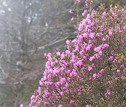 오월 중순의 지리산, 짙은 녹색에 연분홍 향기