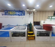 중국산 민물장어 3500㎏ 국내산 둔갑…포항 수산업자 송치
