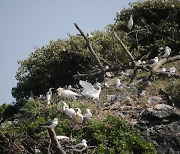 서천 노루섬, 국제 멸종위기종 다수 서식확인 특정도서 지정 촉구