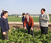 강호동 농협중앙회장, 경북 구미 감자 농가 방문 생육동향 점검