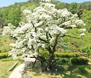 풍성한 흰꽃처럼 번성하길 … 김해 새 시목 ‘이팝나무’ 선정
