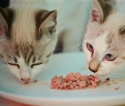 사료 조사에도 고양이 급사 원인 못 밝혀… "검사·회수 주체 절실"