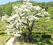 김해 시목(市木), '은행나무'에서 '이팝나무'로 30년 만에 변경