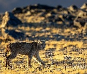 (InXizang) CHINA-XIZANG-CHANGTANG NATIONAL NATURE RESERVE-WILDLIFE (CN)