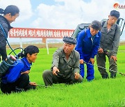 모내기 다그치는 북한 농장…"기어이 다수확 달성"