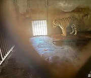 중국 동물원 호랑이 등 20여마리 대량 폐사 '충격'…"사체는 냉동고에"