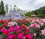 Everland’s Rose Festival to kick off on May 17
