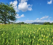 양주시, 이달 말까지 나리공원 보리밭 개방