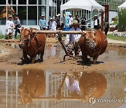 홍천겨리농경문화보존회 겨릿소 써레질 시연