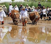 홍천겨리농경문화보존회 겨릿소 써레질 시연