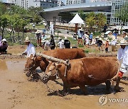 홍천겨리농경문화보존회 겨릿소 써레질 시연