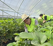 농협금융 리스크관리부문, 영농철 농가 일손돕기 나서