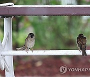 [날씨] 전국 강풍에 가끔 내리는 비…강원 산지엔 눈 날리는 곳도