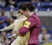 USA NEW YORK WESTMINSTER DOG SHOW