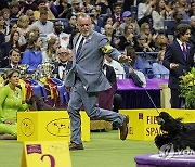 USA NEW YORK WESTMINSTER DOG SHOW