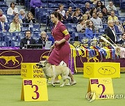 USA NEW YORK WESTMINSTER DOG SHOW