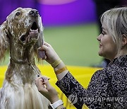 USA NEW YORK WESTMINSTER DOG SHOW