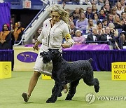 USA NEW YORK WESTMINSTER DOG SHOW