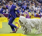 USA NEW YORK WESTMINSTER DOG SHOW