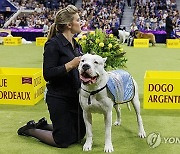 USA NEW YORK WESTMINSTER DOG SHOW