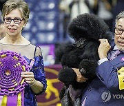 USA NEW YORK WESTMINSTER DOG SHOW