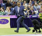 USA NEW YORK WESTMINSTER DOG SHOW