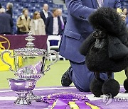 USA NEW YORK WESTMINSTER DOG SHOW